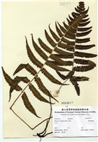 藏品(鋸齒雙蓋蕨)的圖片